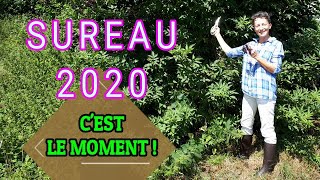 CUEILLETTE DU SUREAU NOIR 2020 🌿🍇💊