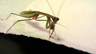 Praying Mantis eating cricket