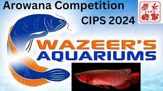 Arowana Competition CIPS 2024 - World Championship