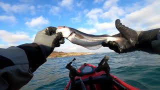 New Year and the Whiting are Biting