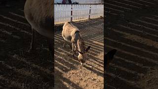 Erikas horse farm Kos #shorts