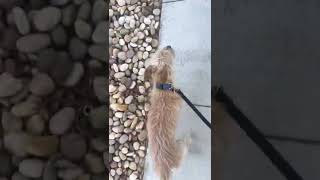 Toby’s evening walk practice