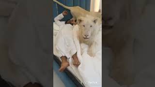 Man Plays With His Pet Lions