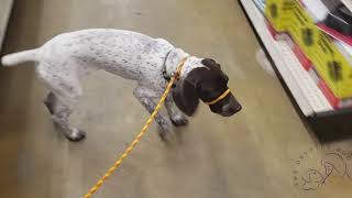 Houston dog training | 3 1/2 month old Pointer puppy, Maverick