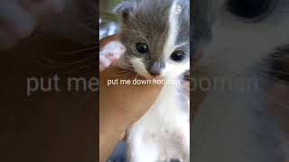 Kitten Throws a Tantrum