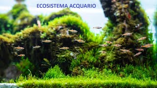 ECOSISTEMA ACQUARIO   | Patrizio De Simoni