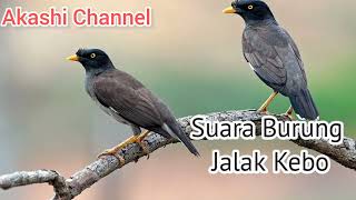 Suara Burung Jalak Kebo Mp3 cocok untuk Masteran