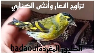 تزاوج النعار siskin eurasien  وأنثى الكناري canary  الحمد لله أول بيضة 🦜🐣