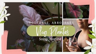 VLOG l Boutures, arrosages, engrais