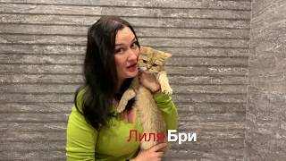 Лиля Бри: женщина и кошка