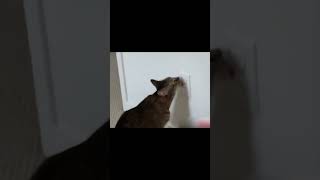 🙀🙀🙀OMG CAT licks a socket 🙀🙀🙀#shorts #Shorts #cat #catfunny