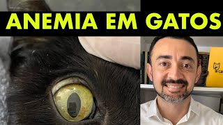 ANEMIA EM GATOS: COMO CHEGAR A CAUSA