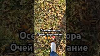 Осень🍂🍄🍁 #nature #осень #лес #tiktok #забавные #top #стихи #music #пугачева #shorts #funny #природа