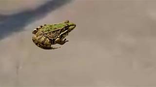 MGSV: Extracting The Legendary Frog