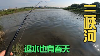 三峽河退水後，魚也跟著往下退