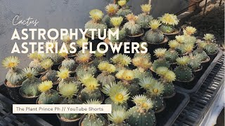 Beautiful Cactus Flowers - Astrophytum asterias #Shorts