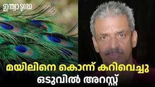 വീട്ടുമുറ്റത്തെത്തിയ മയിലിനെ കൊന്നു; കറിവെയ്ക്കാനായി മാംസം സൂക്ഷിച്ചു; ഒടുവിൽ പിടിയിൽ | Kannur