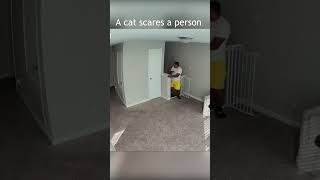 A cat scares a person on the stairs #shorts