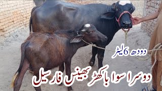 dusra Subah Bakrid buffalo for sale on YouTube in Pakistan17/5/23. 03106420020