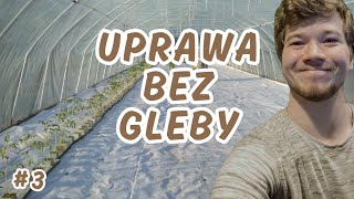 Uprawa Bezglebowa Pomidora część 3