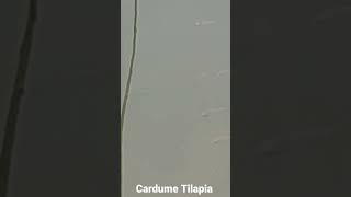 Cardume Tilápia encostando na ceva