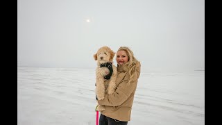 4 Month Old Aussie Goldendoodle 4K