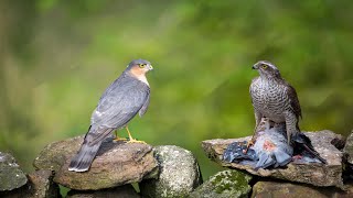 Sparrowhawk Attack Magpie