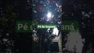 Pé de Guaraná. #natureza #Guaraná #árvore #sol