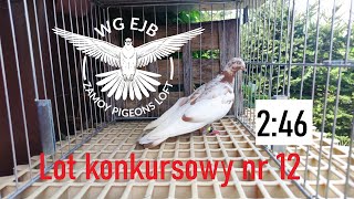 Lot konkursowy nr 12 na WG EJB Zamoy Pigeons Loft 2022