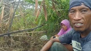 SENGUYUN TANAM PADI GUNUNG DI LADANG BAPAK LASARUS KEPALA DUSUN/KE PALA ADAT JELARAI