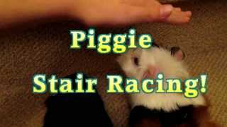 Guinea Pig Racing