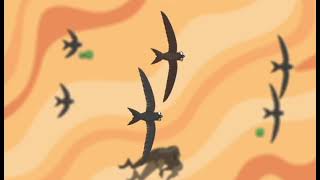 ANIMATION BIRD RUN