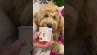 Mikki's First Dog Ice Cream! 🐾 🐶