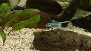 Feeding Japan blue Endler Guppies