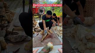 New techniques for harvesting bamboo shoots!  a knife section。竹筍收穫新技巧探秘！一覽即懂，一刀一節，筍香四溢，鮮嫩可口