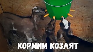 Лечим козу Луну. Кормим козлят.