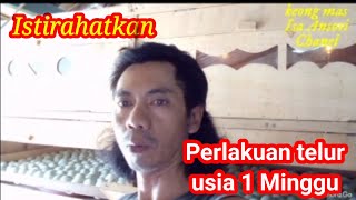 Pendinginan / Perlakuan telur usia 1 Minggu