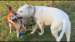 99. Girl Dog Friends Shiba and Pitbull at Play 08/01/2024 2 #shiba #pitbull