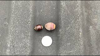 Concordia Oak and Dwarf Chinkapin Oak Acorn comparison