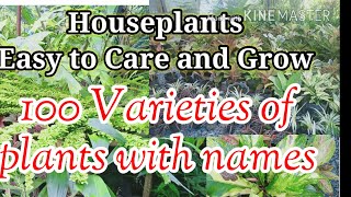 100 Varities of Easy to Care Houseplants