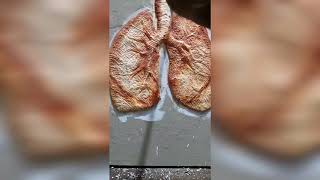 makeing human lungs clay model part2(colouring)