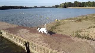 Jack Russel , playing with manny dogs