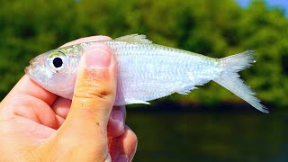 LIVE Bait Fishing for Snook (Live Chumming WORKS!)