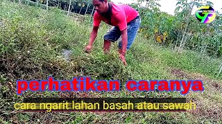 perhatikan ll cara ngarit pakan kambing tidak mudah capek di lahan basah atau sawah