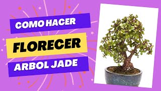 3 tipos de Jade, cual es tu favorito #comocuidar #comocuidardesuculentas #jadeplantcare