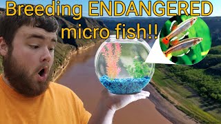 I bred *ENDANGERED* fish in my patio pond!!