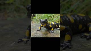 Fire Salamander:  Beautiful and Deadly