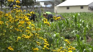 Les plantes à fleurs attirent les insectes qui nous aident (résumé)