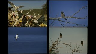 8165 Birds Volume II SSTV PD120