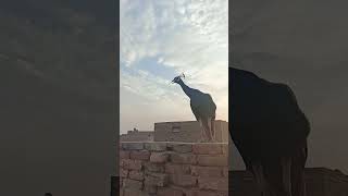 Peackock #birds #camel #youtubeshorts #peacock #youtubevideos #shorts